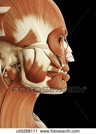 Human muscular system, illustration View Large Illustration Clip Art - Human muscular system, illustration. Fotosearch
