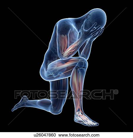 Clipart - Human muscular system, illustration. Fotosearch