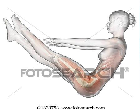 Human muscular system, illustration View Large Illustration Drawing - Human muscular system, illustration. Fotosearch