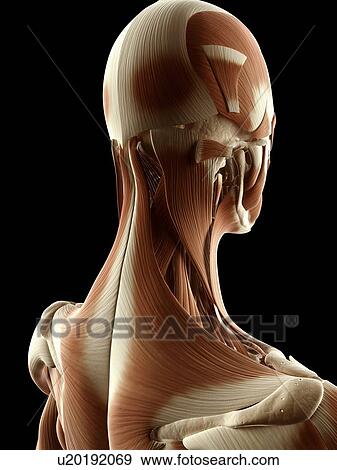 Stock Illustration - Human muscular system, illustration. Fotosearch