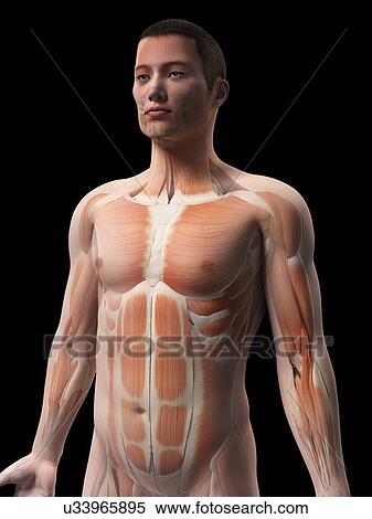 Human muscular system, illustration View Large Illustration Stock Illustration - Human muscular system, illustration. Fotosearch