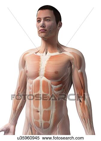 Stock Illustration - Human muscular system, illustration. Fotosearch