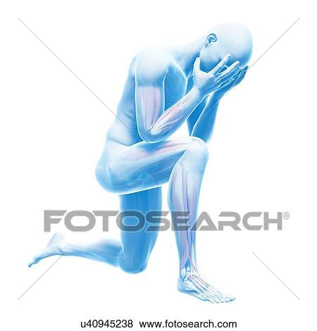 Stock Illustration - Human muscular system, illustration. Fotosearch