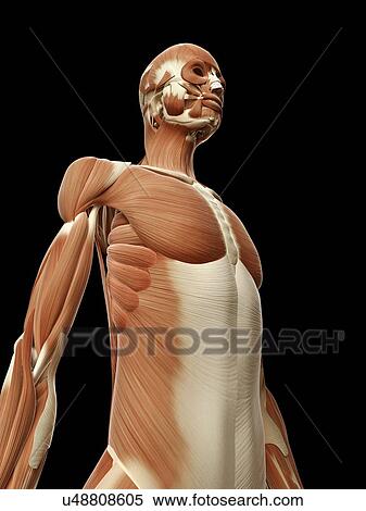 Stock Illustration - Human muscular system, illustration. Fotosearch