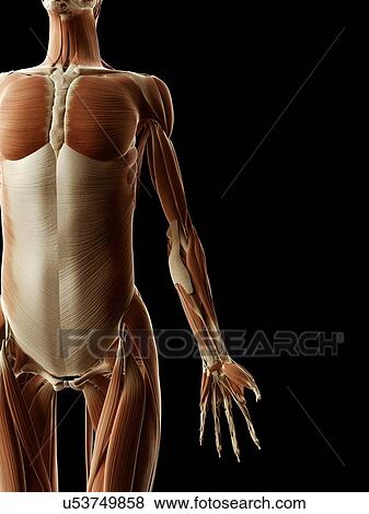 Human muscular system, illustration View Large Illustration Stock Illustration - Human muscular system, illustration. Fotosearch