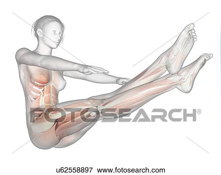 Stock Illustration - Human muscular system, illustration. Fotosearch