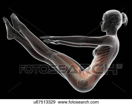 Stock Illustration - Human musculoskeletal system. Fotosearch