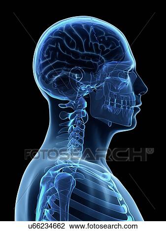 Human neck bones, illustration View Large Illustration Drawing - Human neck bones, illustration. Fotosearch