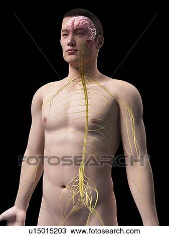Drawing - Human nervous system, illustration. Fotosearch