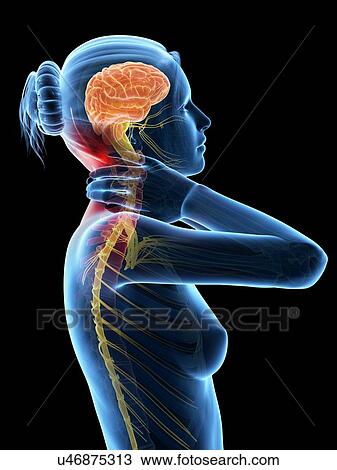 Drawing - Human nervous system, illustration. Fotosearch