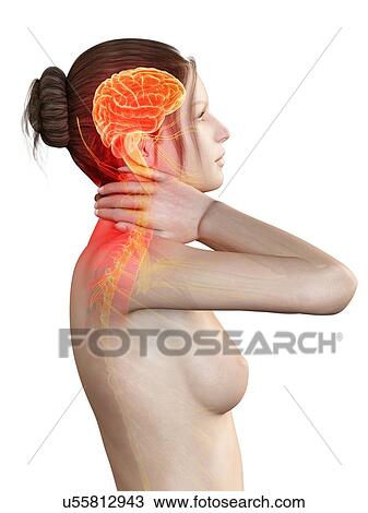 Human nervous system, illustration View Large Illustration Drawing - Human nervous system, illustration. Fotosearch