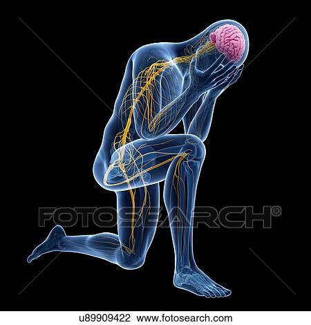 Human nervous system, illustration View Large Illustration Drawing - Human nervous system, illustration. Fotosearch