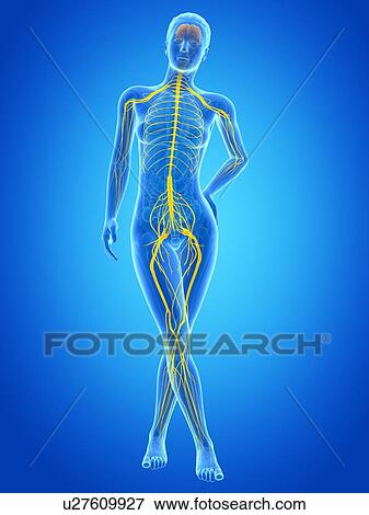 Stock Illustration - Human nervous system, illustration. Fotosearch