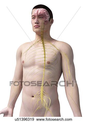 Human nervous system, illustration View Large Illustration Stock Illustration - Human nervous system, illustration. Fotosearch