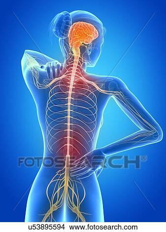 Human nervous system, illustration View Large Illustration Stock Illustration - Human nervous system, illustration. Fotosearch