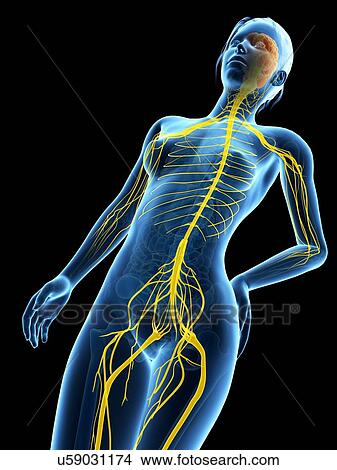 Stock Illustration - Human nervous system, illustration. Fotosearch