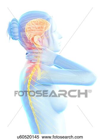 Human nervous system, illustration View Large Illustration Stock Illustration - Human nervous system, illustration. Fotosearch