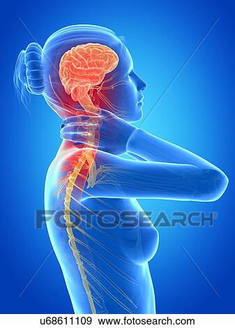 Stock Illustration - Human nervous system, illustration. Fotosearch