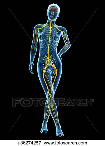 Human nervous system, illustration View Large Illustration Stock Illustration - Human nervous system, illustration. Fotosearch