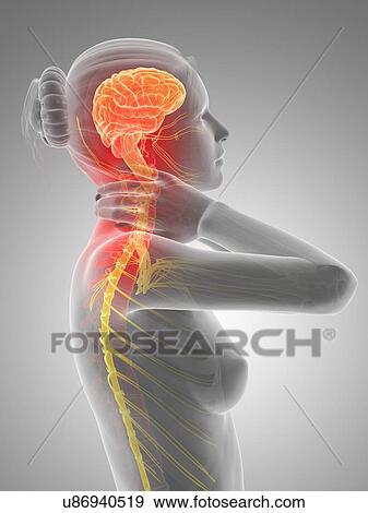 Stock Illustration - Human nervous system, illustration. Fotosearch