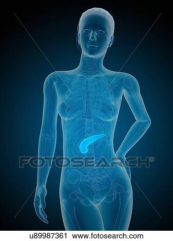 Human pancreas, illustration View Large Illustration Clip Art - Human pancreas, illustration. Fotosearch