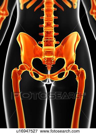 Human pelvis, illustration View Large Illustration Stock Illustration - Human pelvis, illustration. Fotosearch