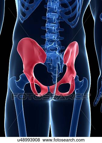 Stock Illustration - Human pelvis, illustration. Fotosearch