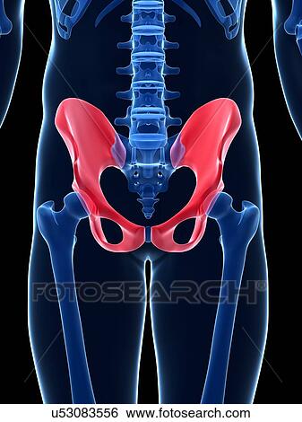Human pelvis, illustration View Large Illustration Stock Illustration - Human pelvis, illustration. Fotosearch