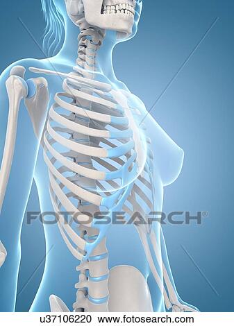 Clipart - Human ribcage, illustration. Fotosearch