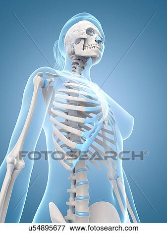 Stock Illustration - Human ribcage, illustration. Fotosearch