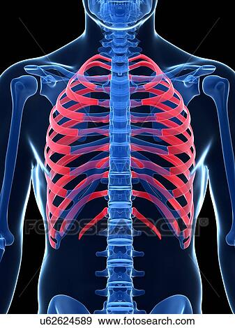 Human ribcage, illustration View Large Illustration Stock Illustration - Human ribcage, illustration. Fotosearch