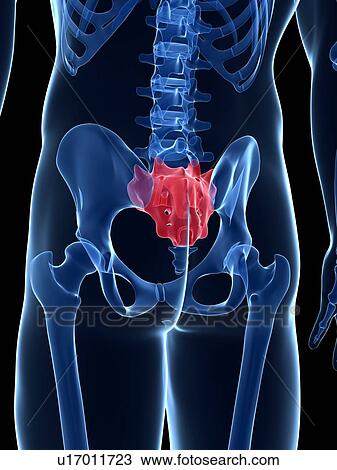 Human sacrum, illustration View Large Illustration Drawing - Human sacrum, illustration. Fotosearch