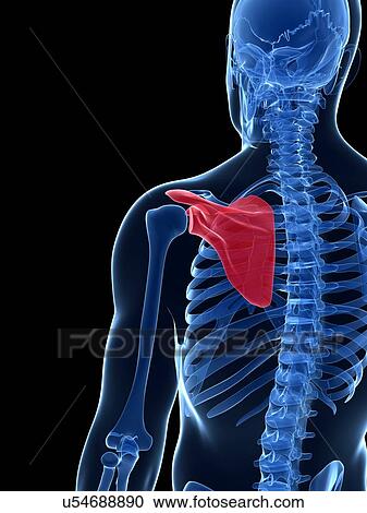 Clipart - Human shoulder bone, illustration. Fotosearch