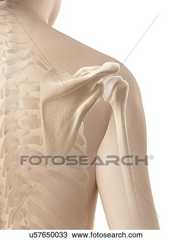Human shoulder, illustration View Large Illustration Drawing - Human shoulder, illustration. Fotosearch