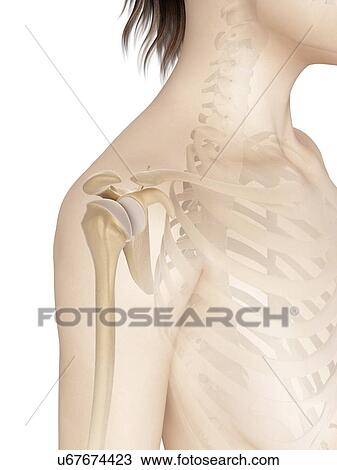 Human shoulder, illustration View Large Illustration Drawing - Human shoulder, illustration. Fotosearch