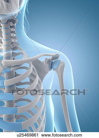 Clip Art - Human shoulder joint, illustration. Fotosearch