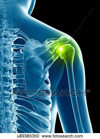 Clipart - Human shoulder joint, illustration. Fotosearch