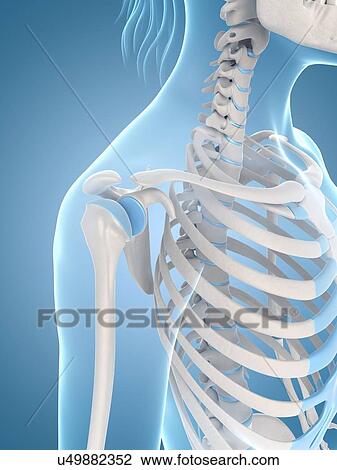 Drawing - Human shoulder joint, illustration. Fotosearch
