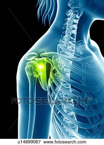 Human shoulder joint, illustration View Large Illustration Stock Illustration - Human shoulder joint, illustration. Fotosearch