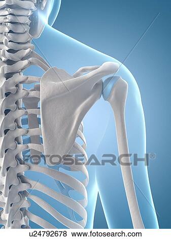 Human shoulder joint, illustration View Large Illustration Stock Illustration - Human shoulder joint, illustration. Fotosearch