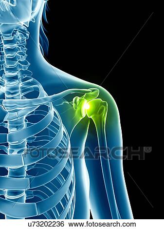 Stock Illustration - Human shoulder joint, illustration. Fotosearch