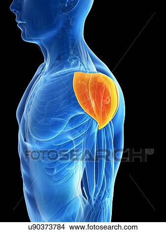 Human shoulder muscle, illustration View Large Illustration Stock Illustration - Human shoulder muscle, illustration. Fotosearch