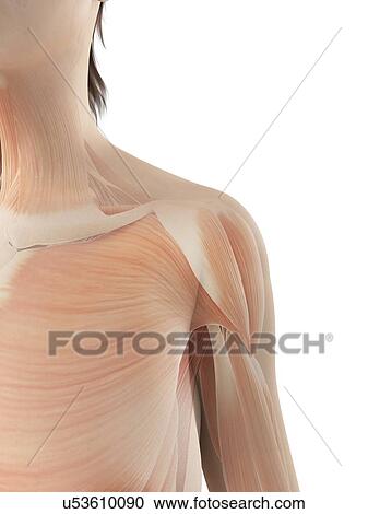 Human shoulder muscles, illustration View Large Illustration Clipart - Human shoulder muscles, illustration. Fotosearch