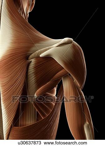 Human shoulder muscles, illustration View Large Illustration Drawing - Human shoulder muscles, illustration. Fotosearch