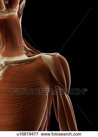 Stock Illustration - Human shoulder muscles, illustration. Fotosearch