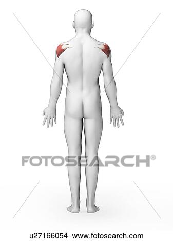 Human shoulder muscles, illustration View Large Illustration Stock Illustration - Human shoulder muscles, illustration. Fotosearch