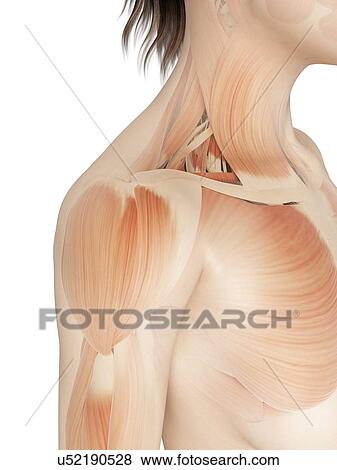 Human shoulder muscles, illustration View Large Illustration Stock Illustration - Human shoulder muscles, illustration. Fotosearch