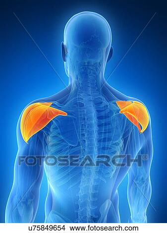 Stock Illustration - Human shoulder muscles, illustration. Fotosearch