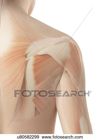 Human shoulder muscles, illustration View Large Illustration Stock Illustration - Human shoulder muscles, illustration. Fotosearch