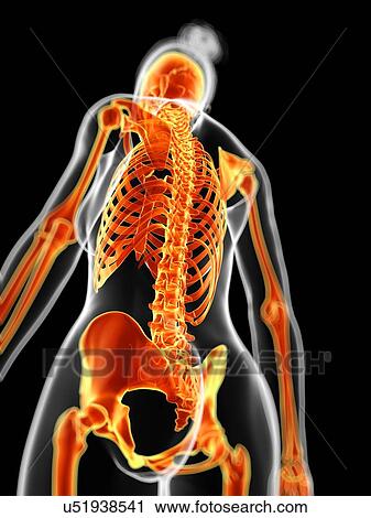 Human skeletal system, illustration View Large Illustration Clip Art - Human skeletal system, illustration. Fotosearch
